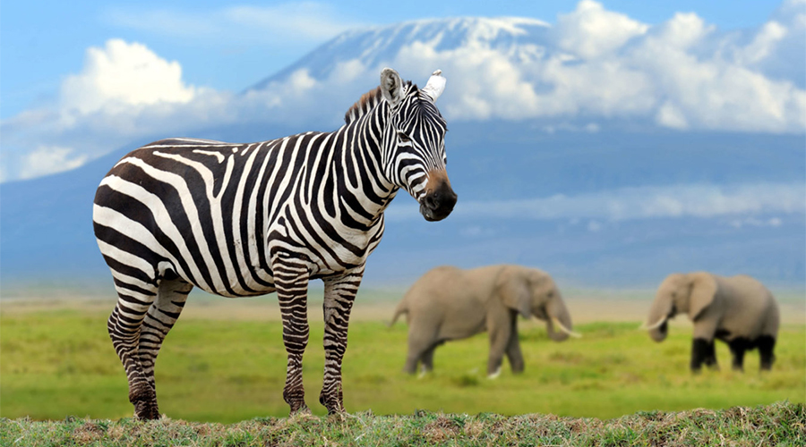 Exclusive Safaris & Premium Wildlife Adventures