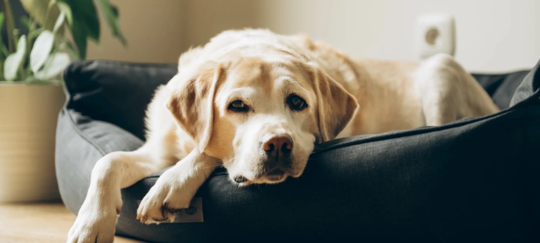 Helping Dogs Move Freely Again Patella Surgery and Care in Abu Dhabi