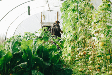 Mastering the Garden: Trellises, Tomatoes, Moon Sowing & More