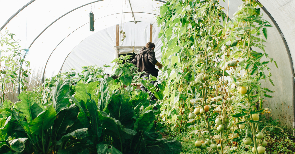 Mastering the Garden: Trellises, Tomatoes, Moon Sowing & More