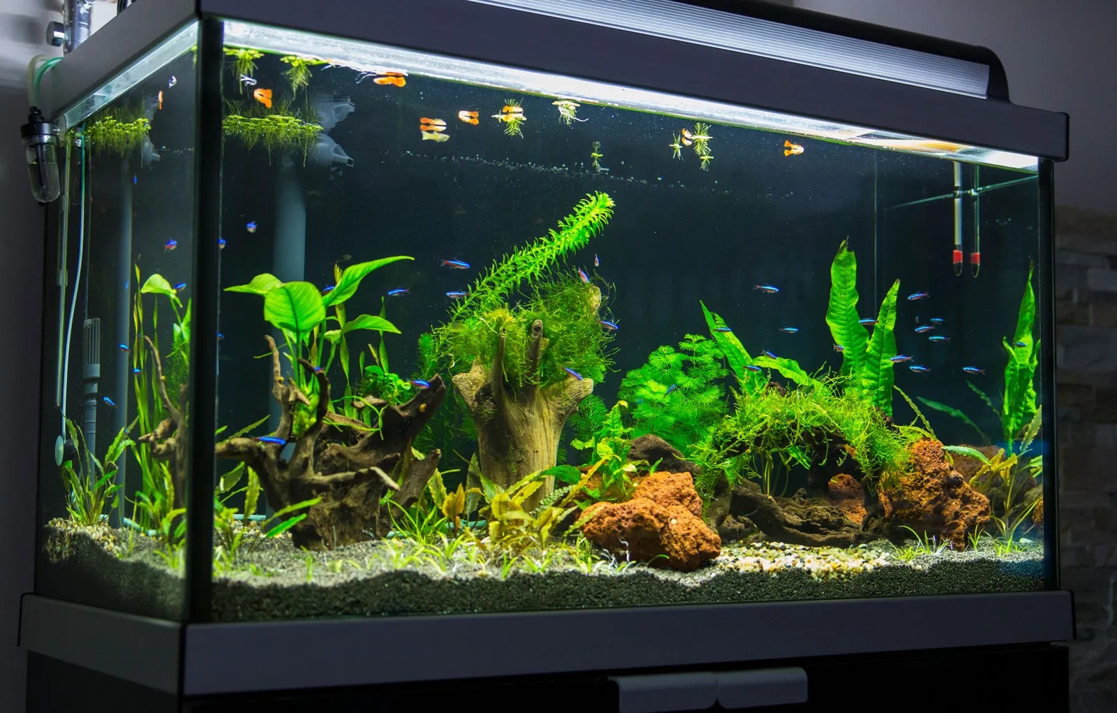 How Long Does It Take to Raise pH in a Fish Tank?